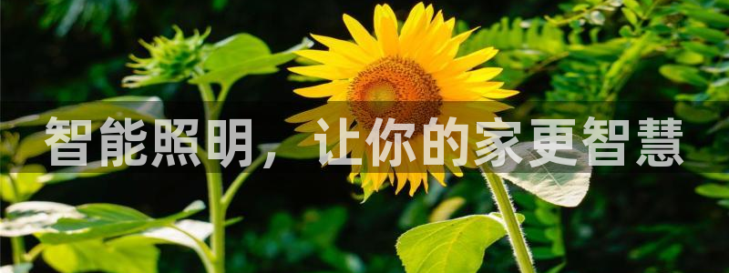 云顶国际集团app